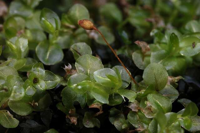 Image of rhizomnium moss