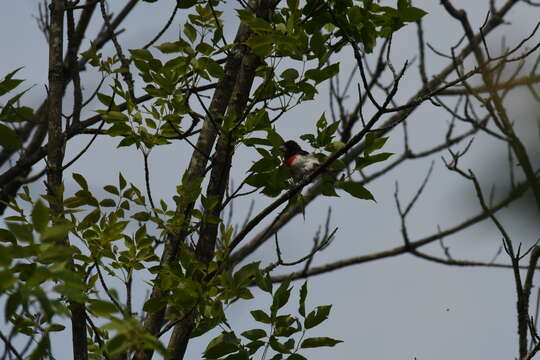 Image of Rose-breasted Grosbeak