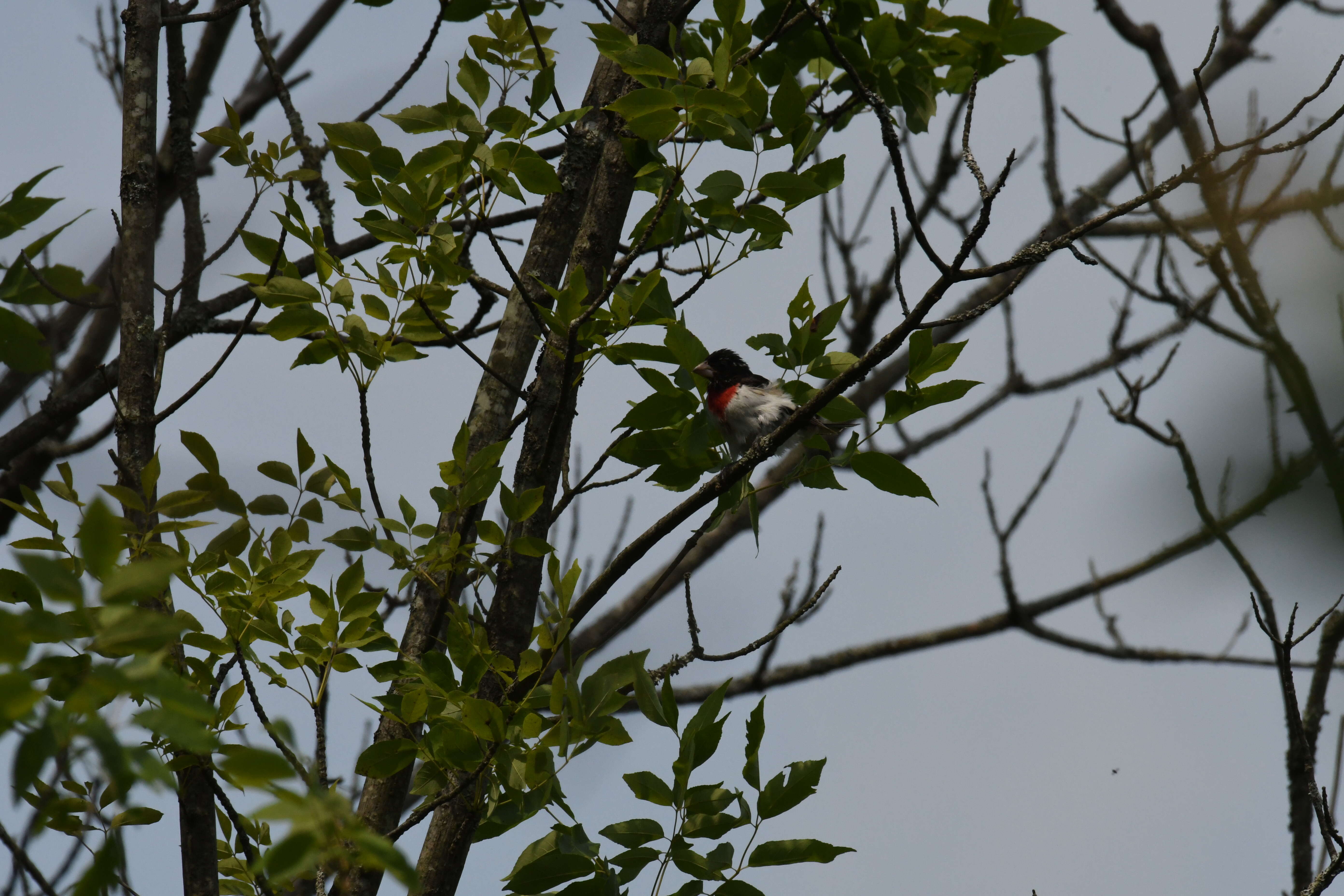 Image of Rose-breasted Grosbeak