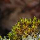 Image of ulota moss