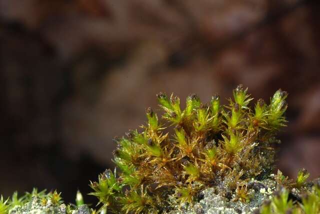 Image of ulota moss