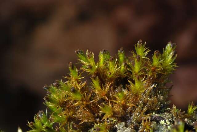 Image of ulota moss