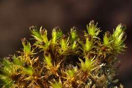 Image of ulota moss