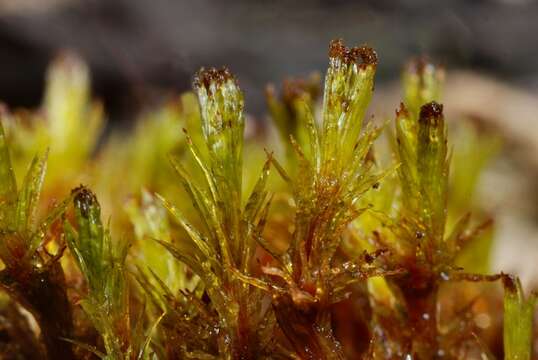 Image of ulota moss