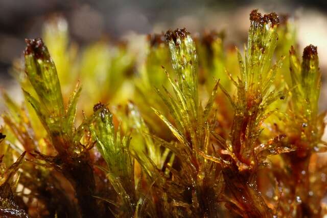 Image of ulota moss