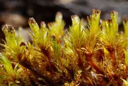 Image of ulota moss