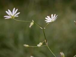 صورة Stellaria