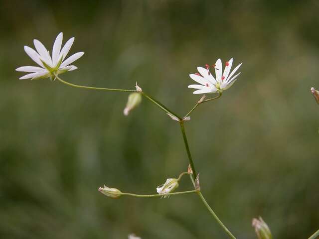 Imagem de Stellaria