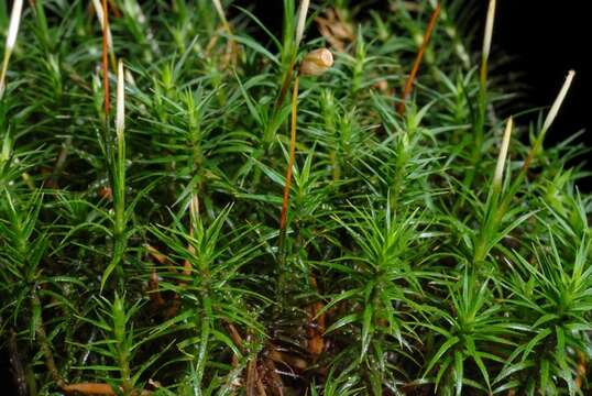 Image of polytrichastrum moss