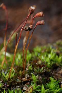 Image of pogonatum moss