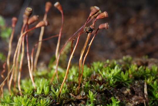 Image of pogonatum moss