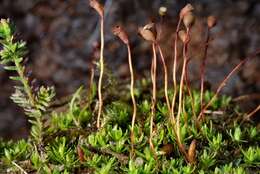 Image of pogonatum moss