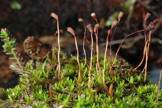 Image of pogonatum moss