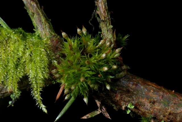 Image of orthotrichum moss