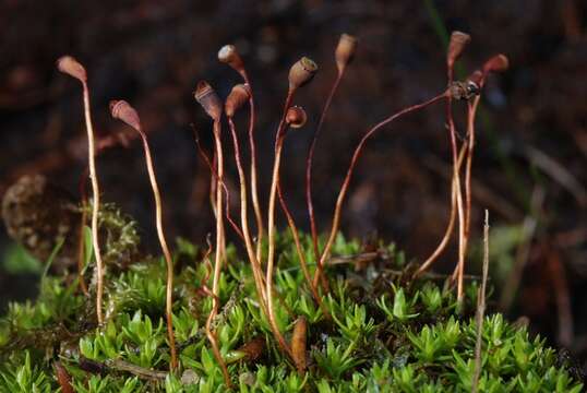 Image of pogonatum moss