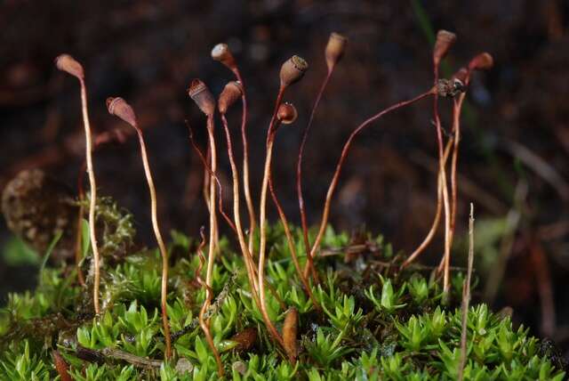 Image of pogonatum moss