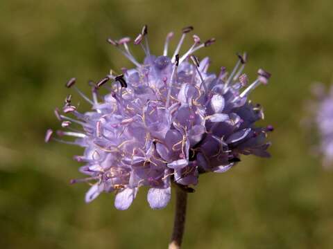 Image of Devil’s Bit Scabious