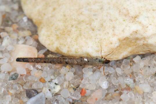 Image of humpless casemaker caddisflies