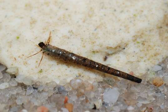 Image of humpless casemaker caddisflies