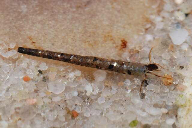 Image of humpless casemaker caddisflies