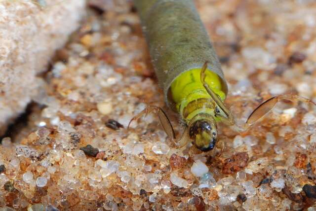 Image of Grannom Caddisflies