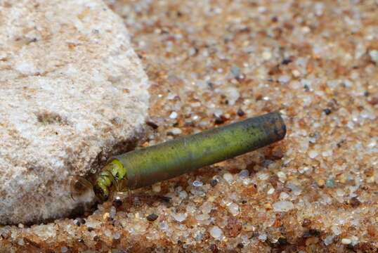 Brachycentrus resmi