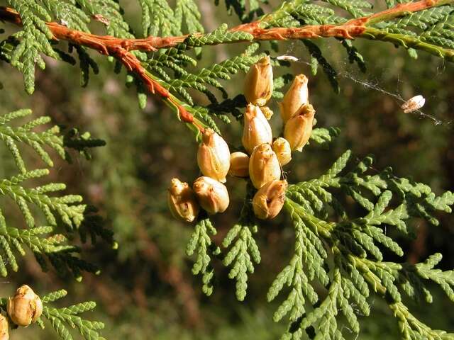 Image of arborvitae