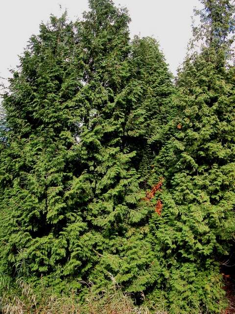 Image of arborvitae