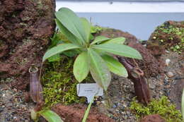 Image of Nepenthes tomoriana Danser
