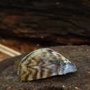 Image of Zebra mussel