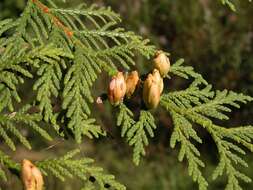 Image of arborvitae