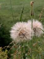 Image of goatsbeard