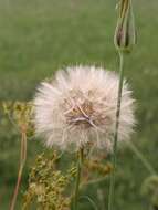 Image of goatsbeard