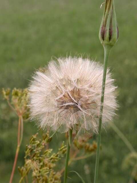 Image of goatsbeard