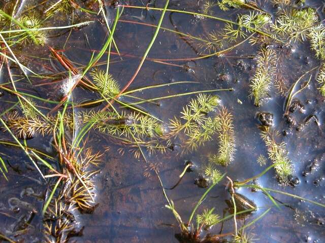 Image of Bladderworts