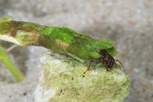 Image of Limnephilus lunatus Curtis 1834