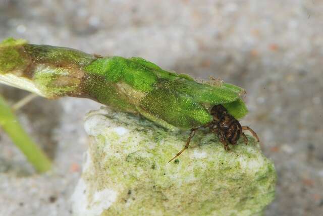 Image of Limnephilus lunatus Curtis 1834