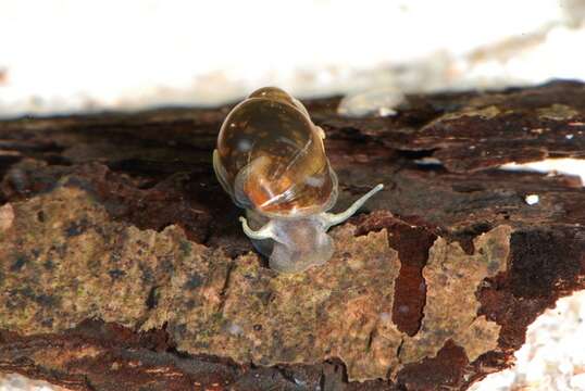 unclassified Gastropoda resmi