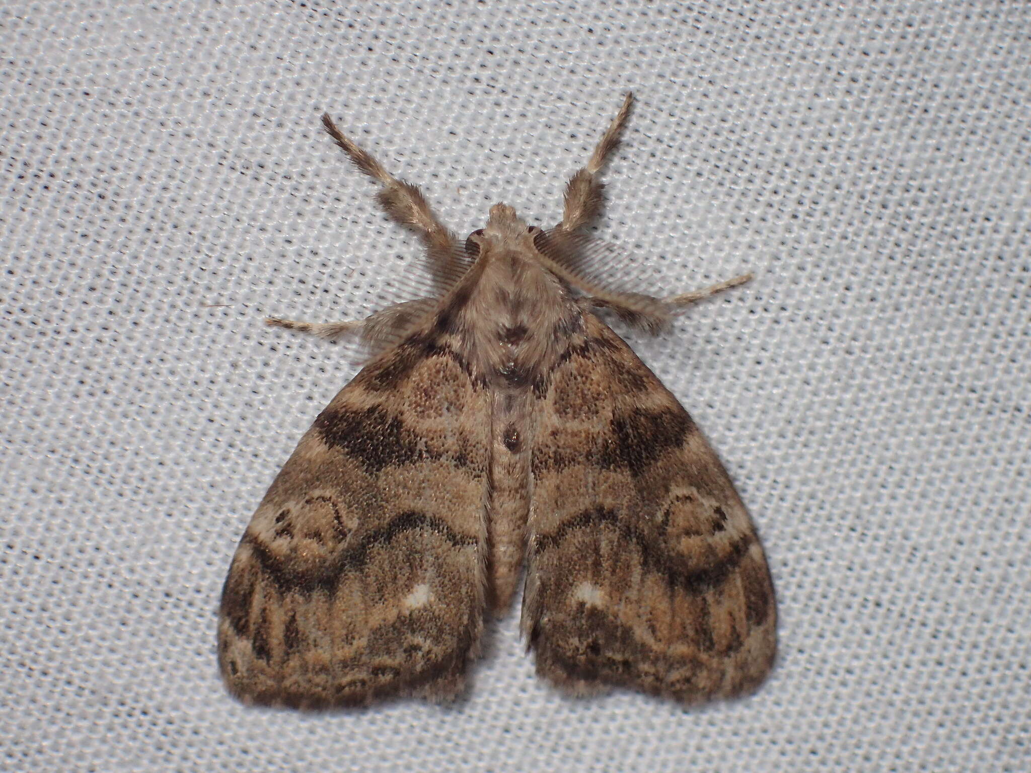 Image of Southern Tussock Moth