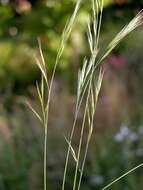 Image of True grasses