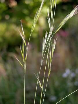 Image of fescue