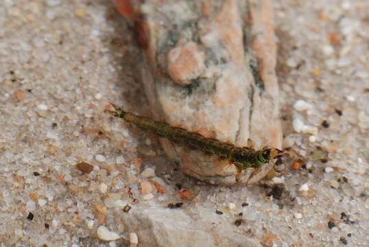 Image of Green Sedges