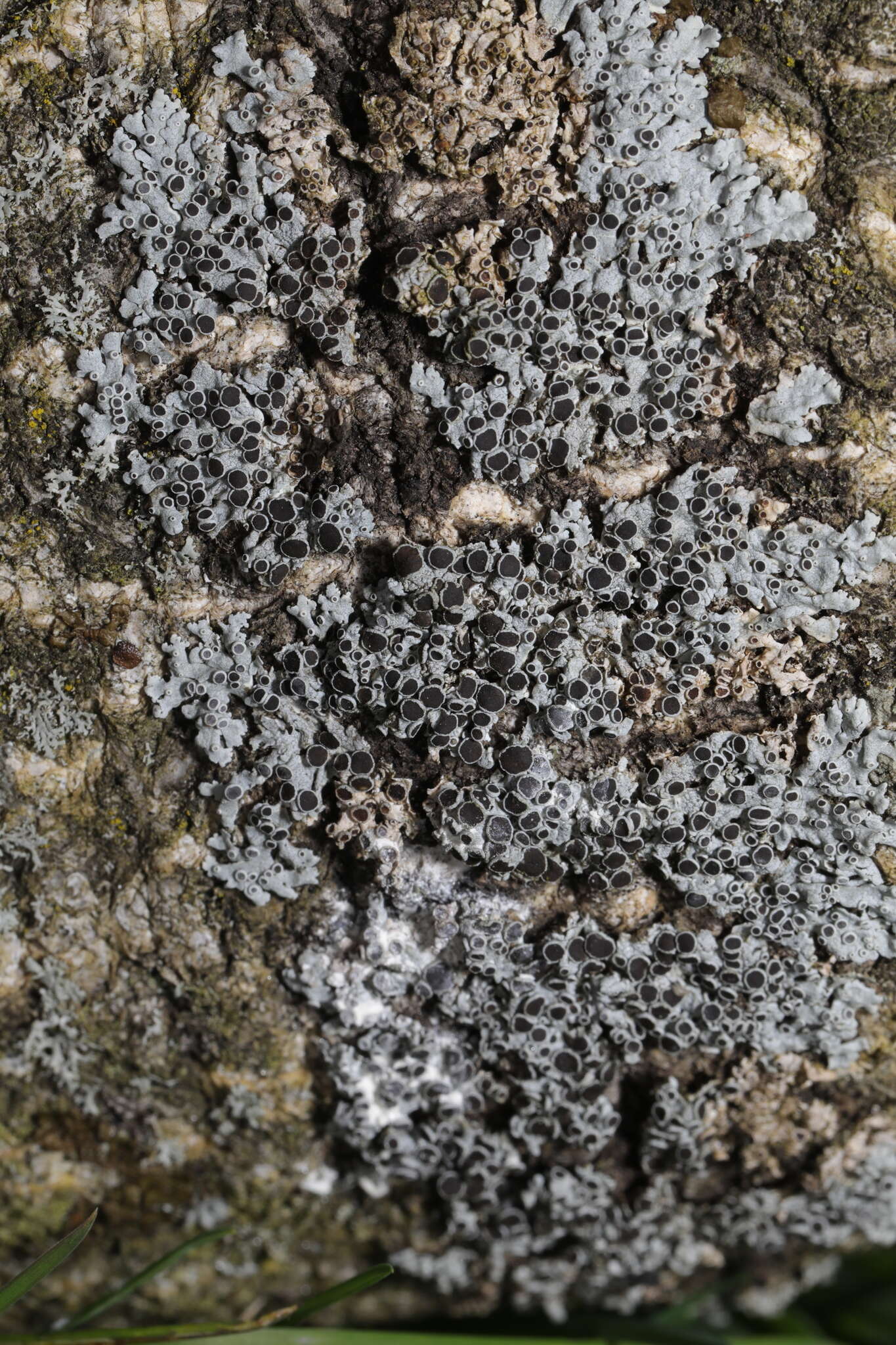 Image of rosette lichen