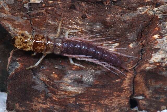 Image of alderflies