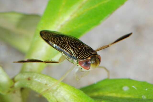 Image of water boatmen