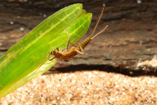 Imagem de Taeniopteryx