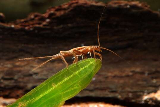 Imagem de Taeniopteryx