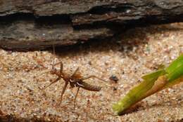 Image of winter stoneflies