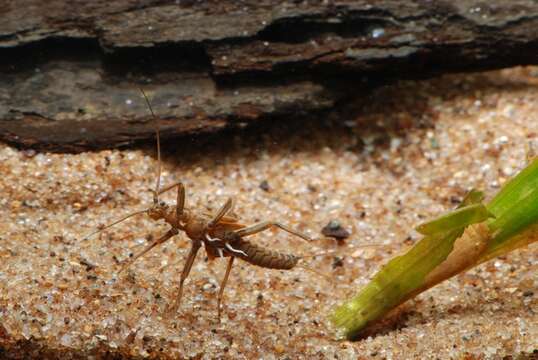 Image of Taeniopteryx