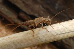 Image of winter stoneflies